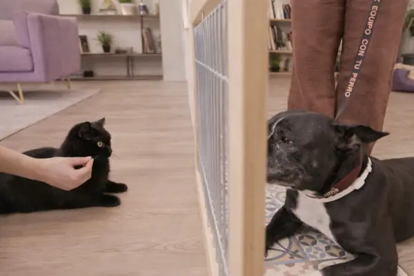 Un gato etá separado de un perro, ambos están separados por una reja. Pueden verse pero no tocarse.