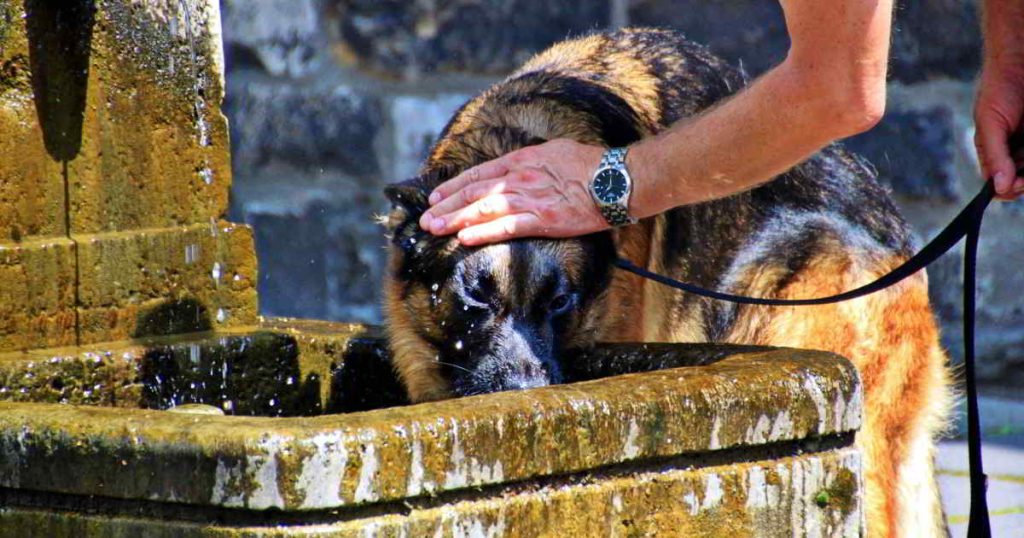 perro bebiendo agua