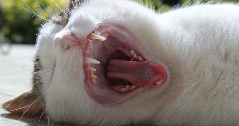 ¿Qué es la Resorción Dental en gatos? Todo lo que necesitas saber
