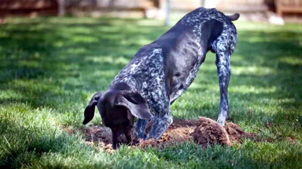 perro escarbando jardin