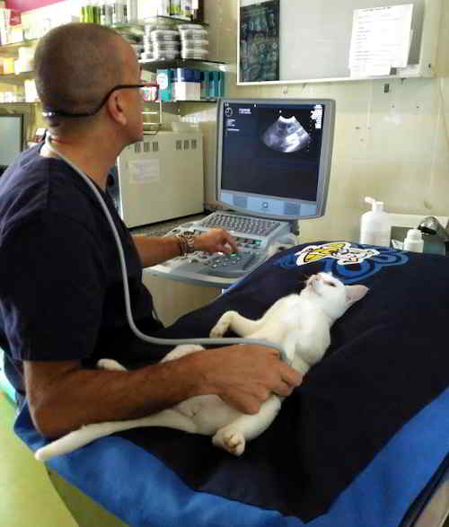 equipamiento clinica veterinaria