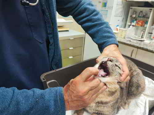 exploracion de un gato en consulta