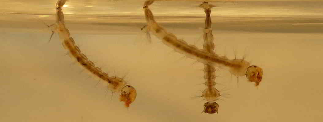 larvas mosquitos