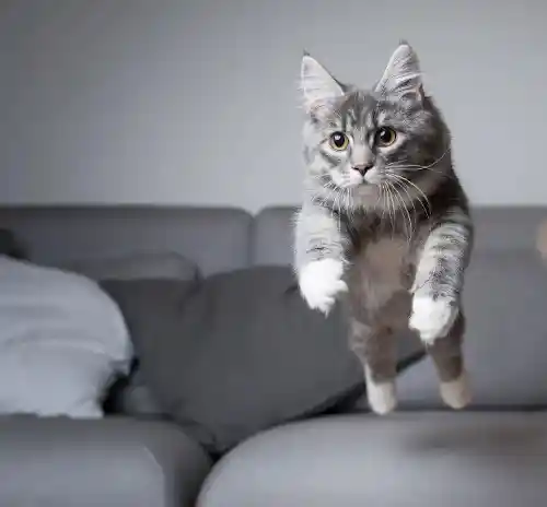 gato saltando