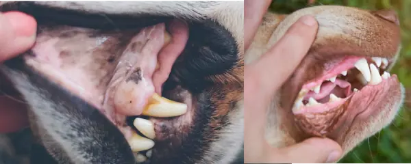 comparativa de dos fotos mostrando encías normales y encías pálidas en dos perros