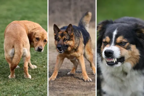Tres perros mostrando sendas posturas de comportamiento
