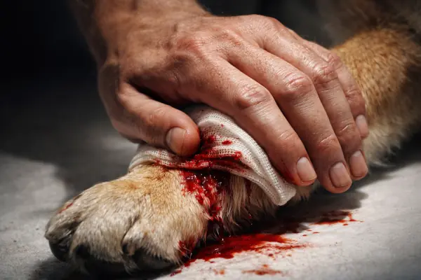 Mano presionando sobre la herida de un perro para evitar la hemorragia 